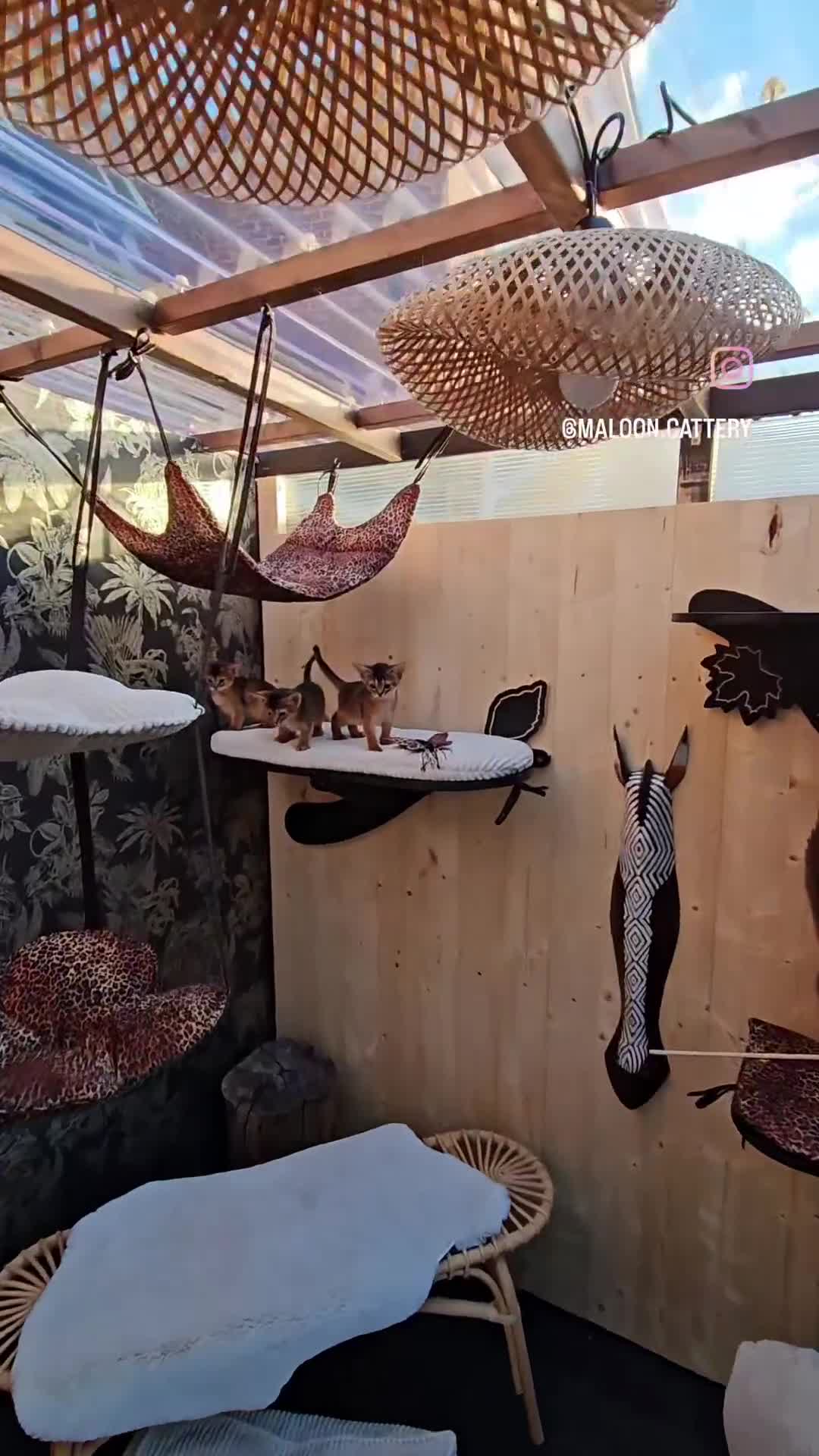 Abyssinian cats for sale: Premium Abyssinian kittens-TICA- Champion Pedigree - Video 3