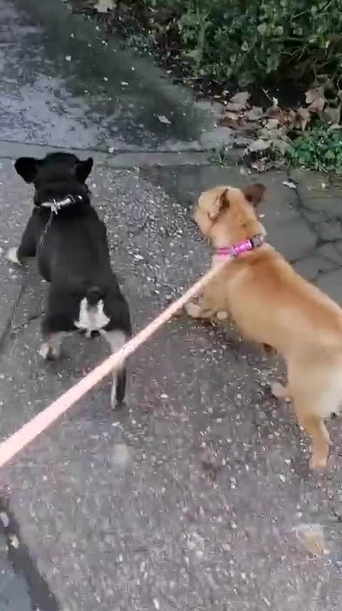 French Bulldog dogs for adoption: ❤️DORIS-LITTLE FRENCHIE GIRL WITH BIG PERSONALITY - Video 1