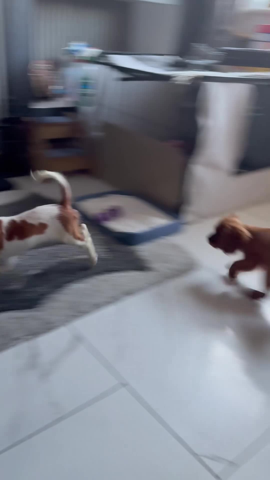 Cavalier King Charles Spaniel dogs for sale: kennel club fully vaccinated cavalier dna clear  - Video 1
