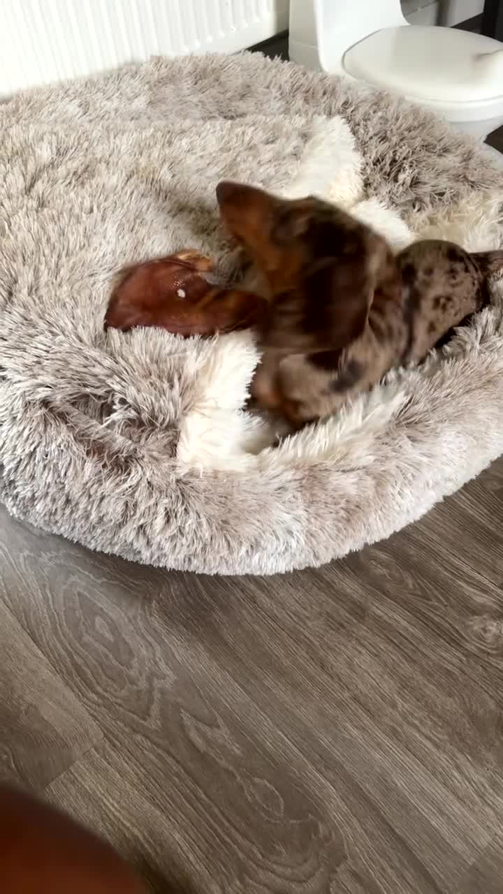 Miniature Dachshund dogs for sale: Miniture dachshund  - Video 2