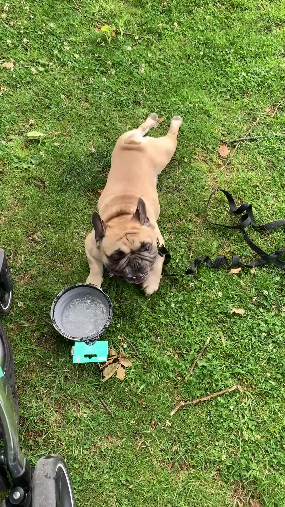 French Bulldog dogs for sale: Loving home needed for french bulldog teddy  - Video 1
