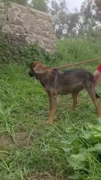 Mixed Breed dogs for adoption: Reim! - Video 1