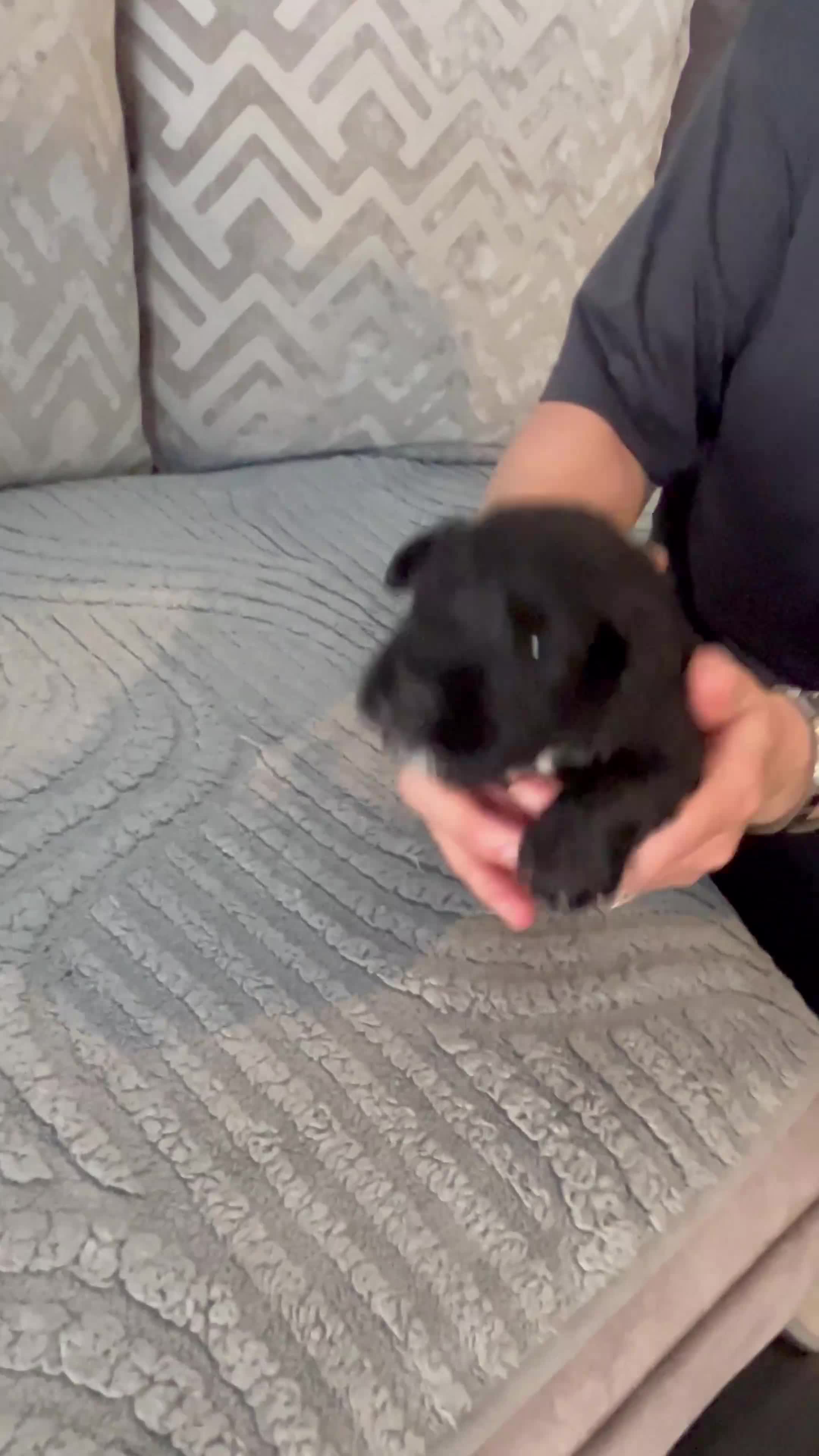 Miniature Schnauzer dogs for sale: Pedigree Miniature Schnauzers - Video 1