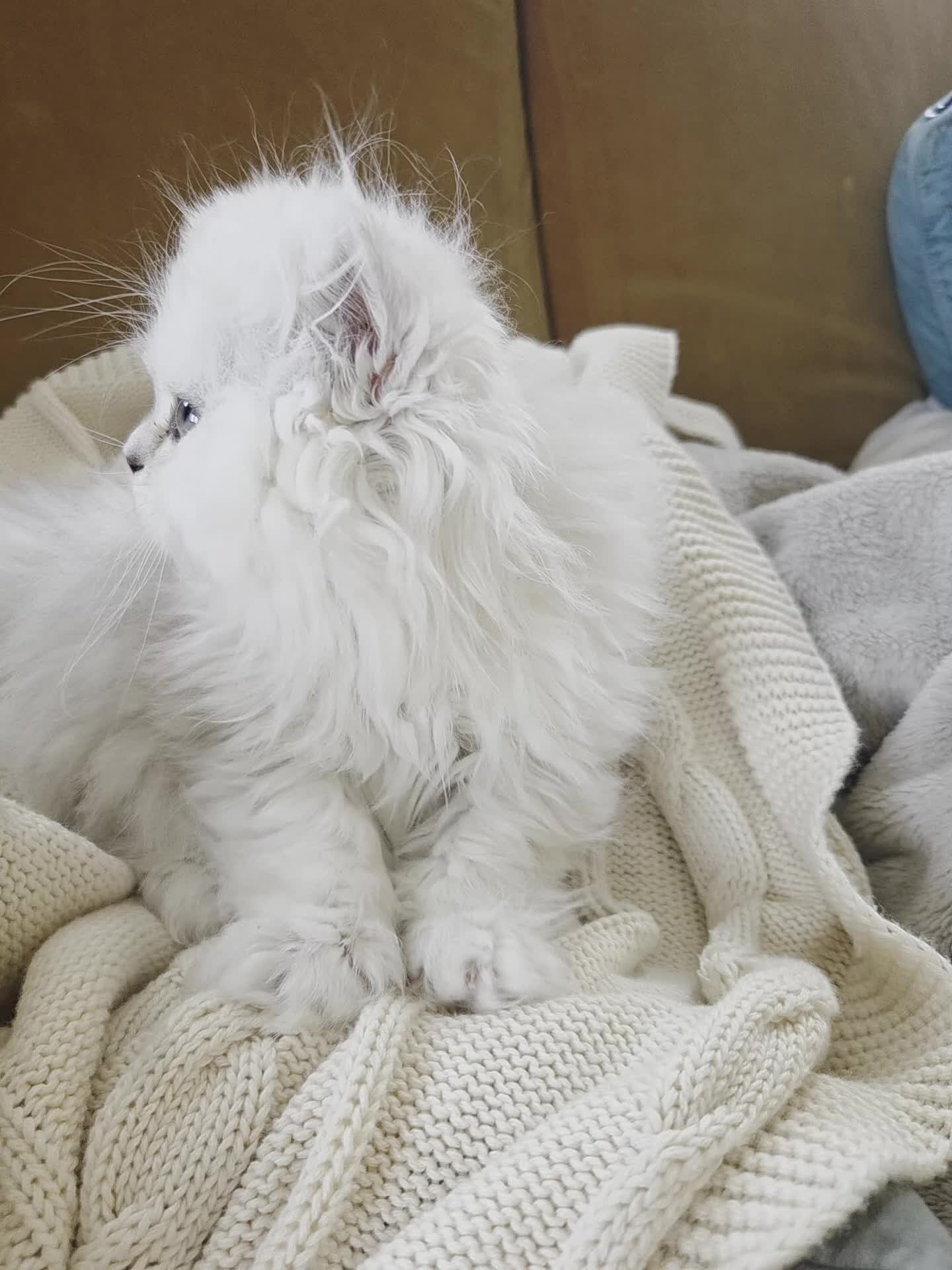 Persian cats for sale: Silvertip Chinchilla Persian- Boy & Girl Available - Video 3