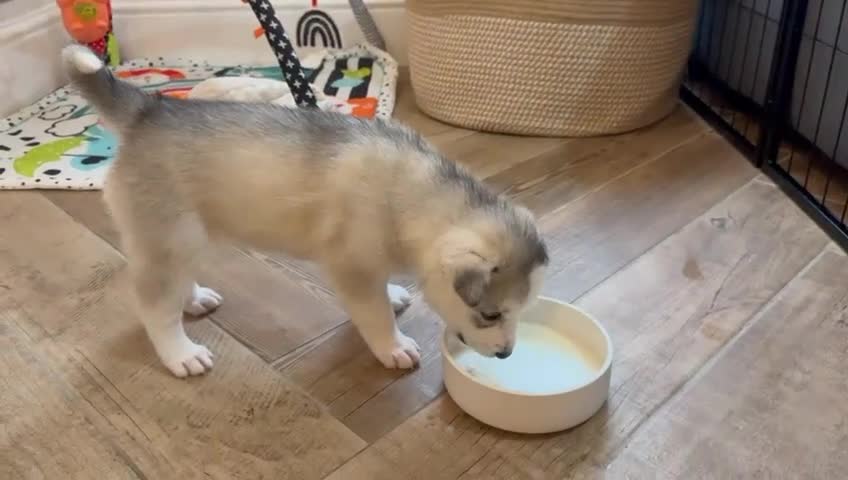 Siberian Husky dogs for sale: Pure Siberian Huskies 3 Puppies - Video 1