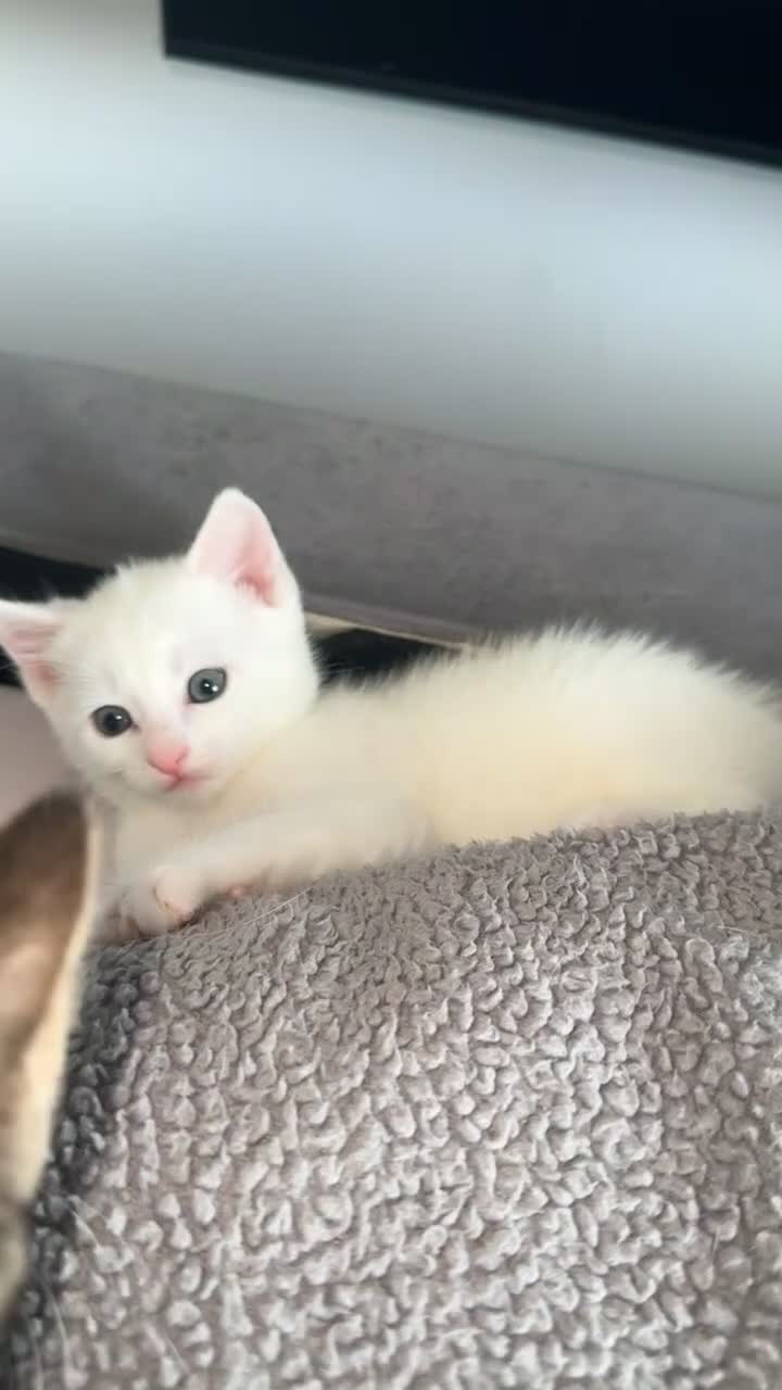 Turkish Angora cats for sale: Full white Female🐱 😍 - Video 1