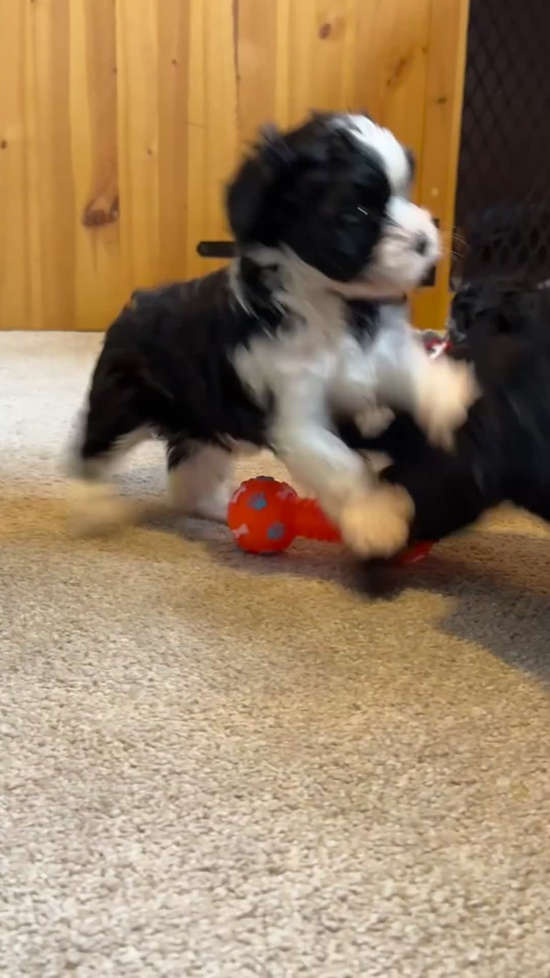 Yorkiepoo dogs for sale: Beautiful puppies  - Video 3