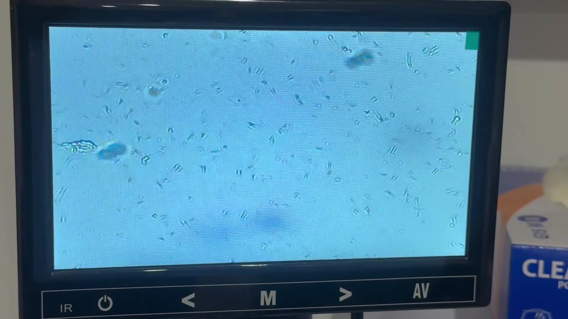 Rottweiler dogs for stud: Health tested KC champion bloodline stud - Video 4