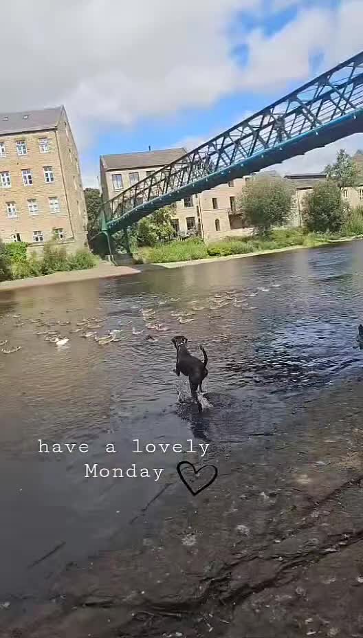 Mixed Breed dogs for sale: LOVING HOME WANTED LURCHER X  in Barnard Castle - Video 1