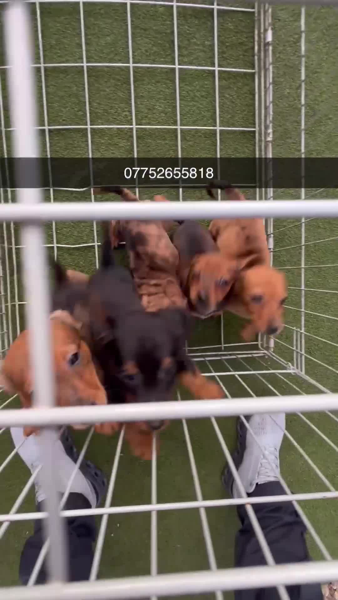 Mixed Breed dogs for sale: Dachshund x Jack Russell  - Video 1