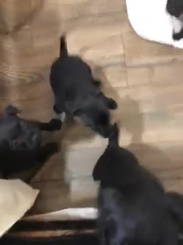 Patterdale Terrier dogs for sale: Patterdale puppies  in Burnley - Video 2