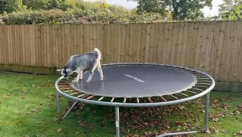 Goats livestock for sale: 3 Pygmy cross goats  - Video 1