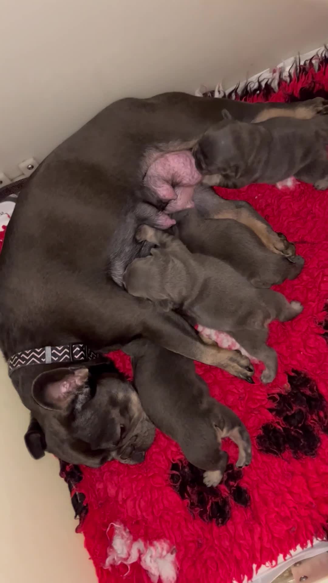 French Bulldog dogs for sale: Health tested kc reg blue/tan lilac tan puppies - Video 1