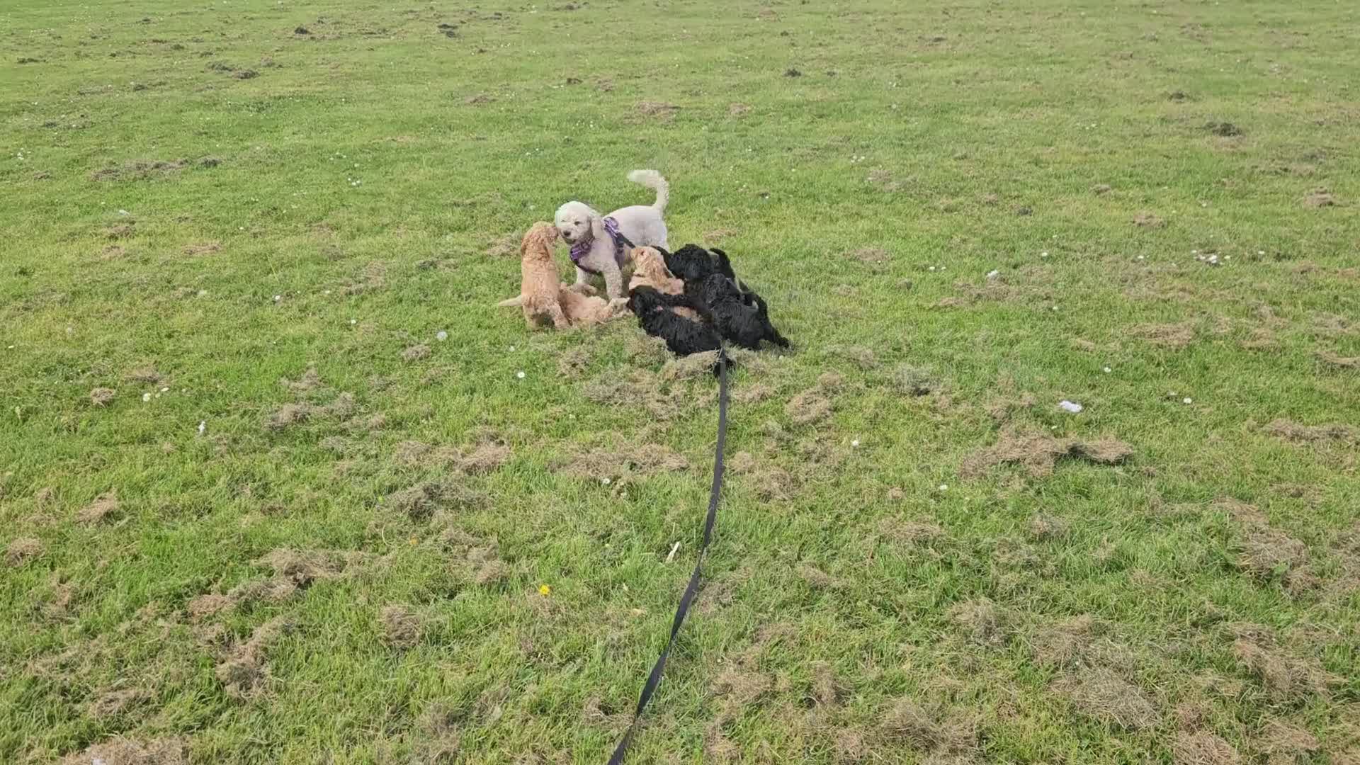 Cockapoo dogs for sale: Cockapoo F2 - Video 1
