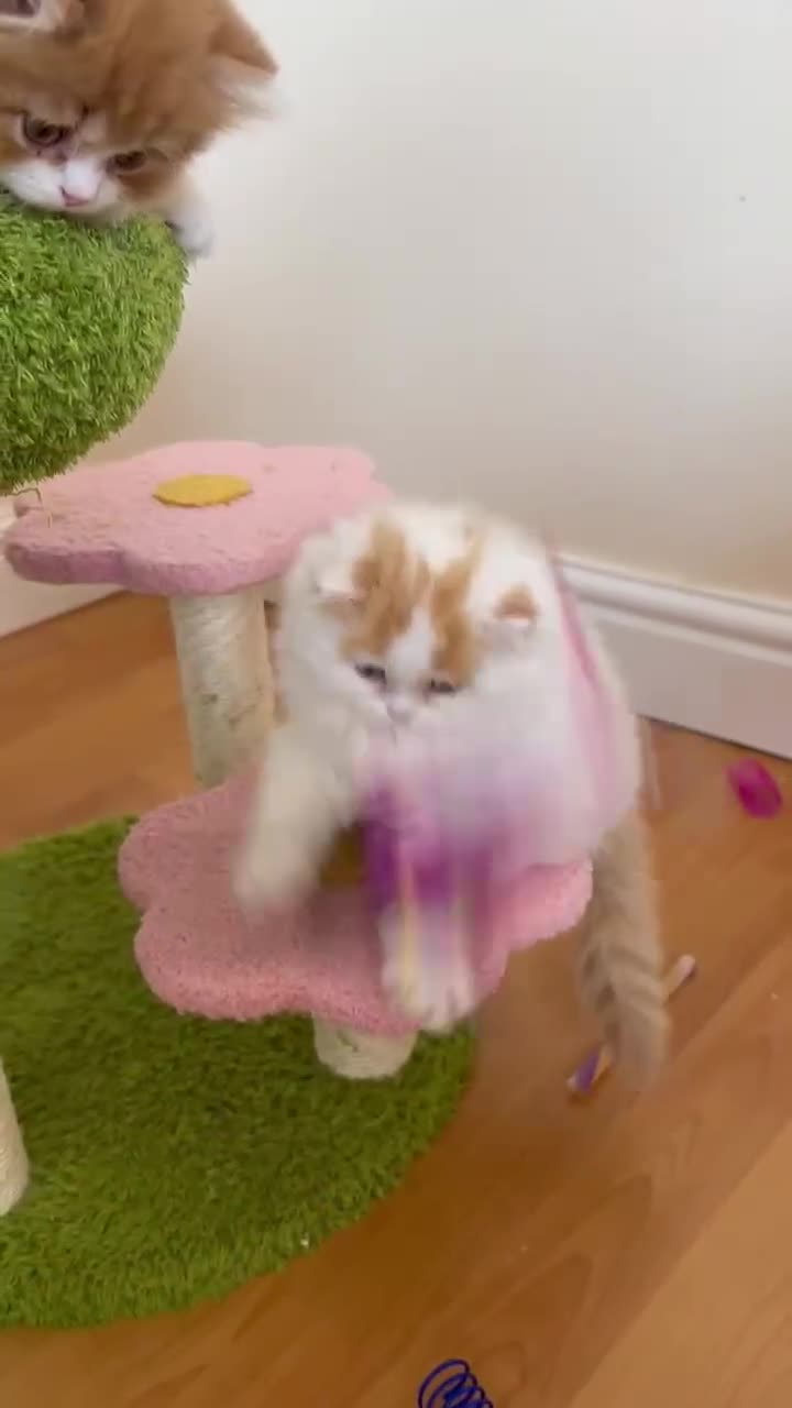 British Shorthair cats for sale: British Shorthair and Longhair kittens - Video 1