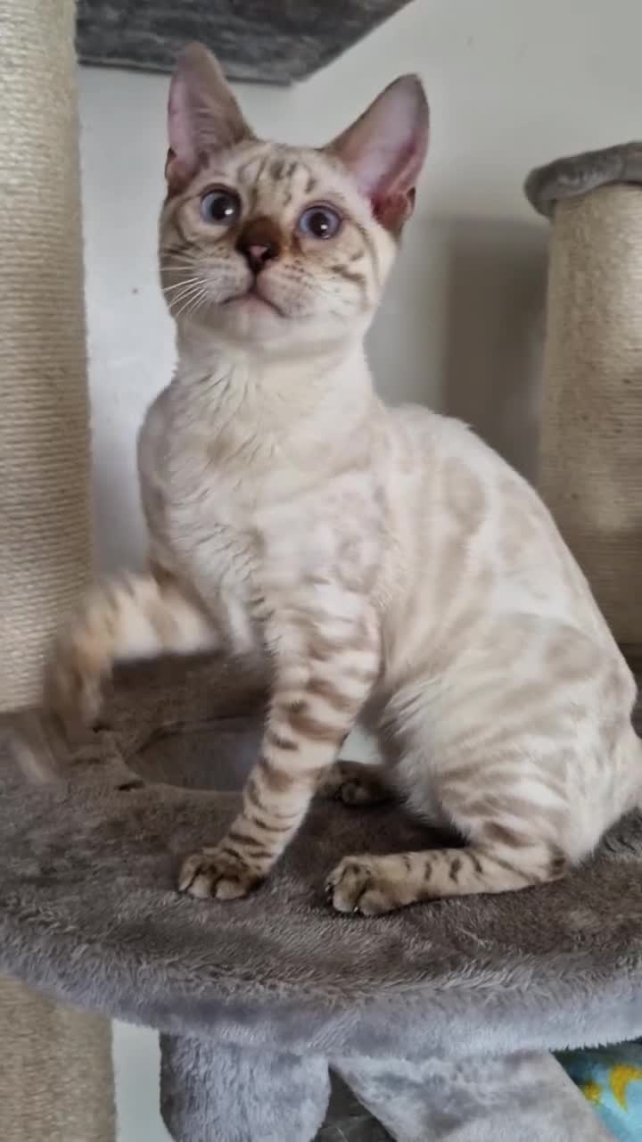 Bengal cats for sale: Purebred Bengal boy whit blue eyes 💙 - Video 2