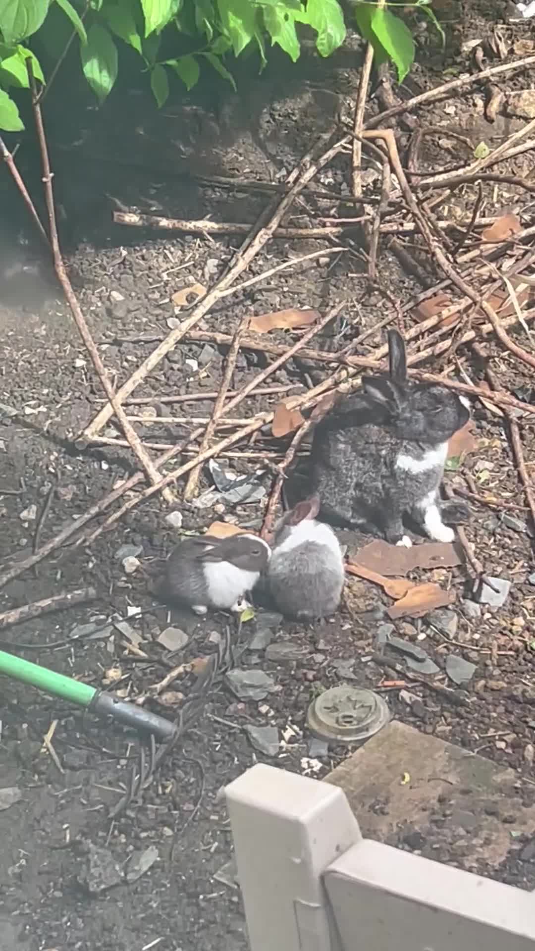 Dutch rabbits for sale: Free roaming Rabbits seek loving home - Video 2