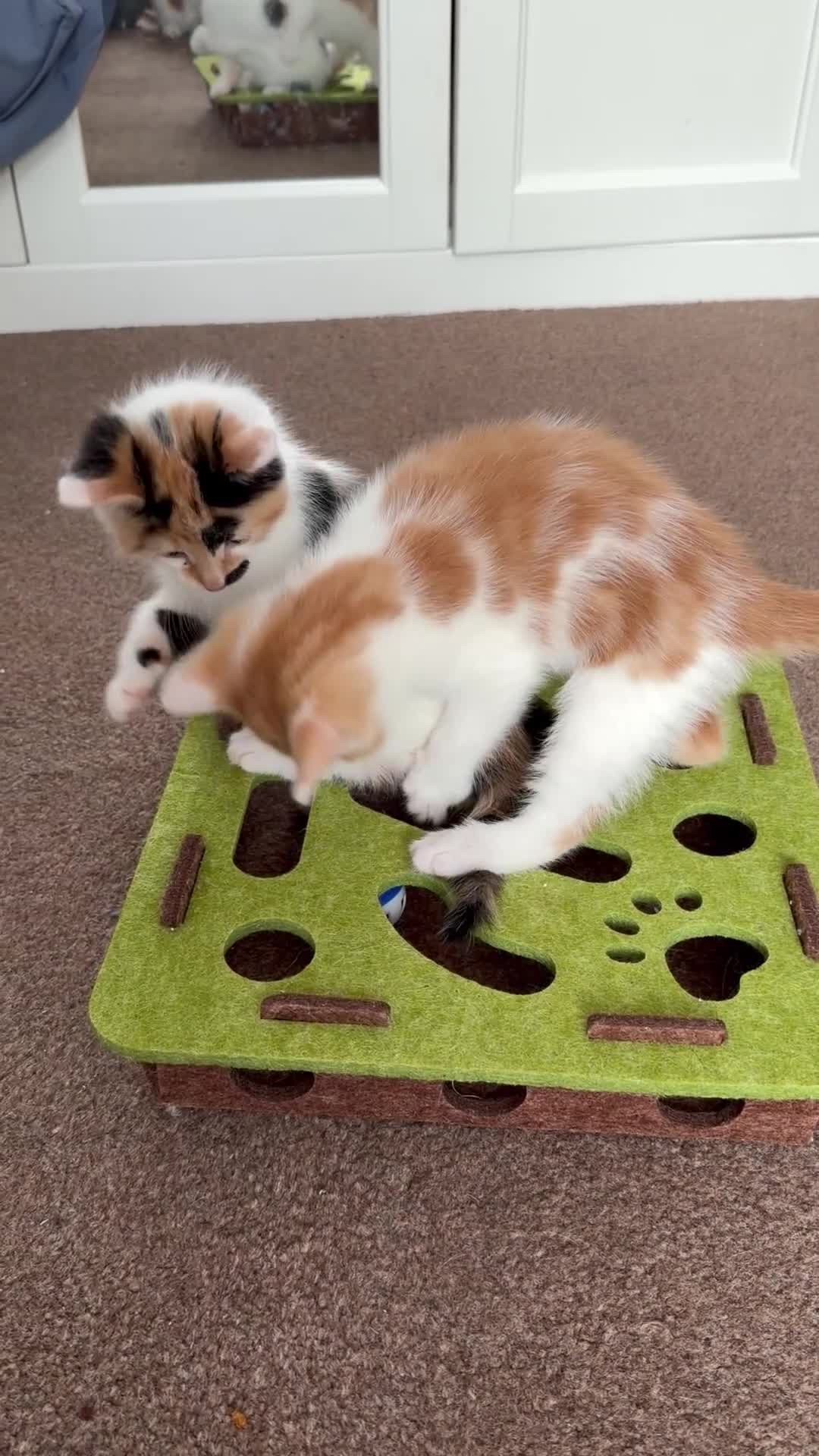 Mixed Breed cats for sale: Ginger & White Kitten  - Video 1