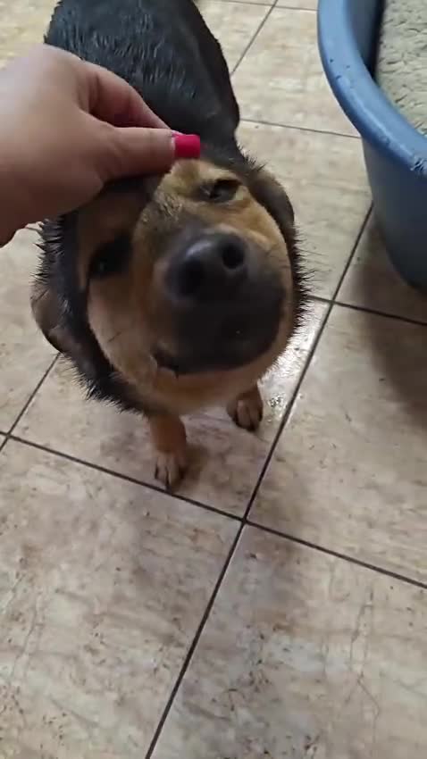 Mixed Breed dogs for adoption: ❤️🐶 GIANNI – THE MOMENT YOU TOUCH HER, SHE MELTS in Burton-on-Trent - Video 1