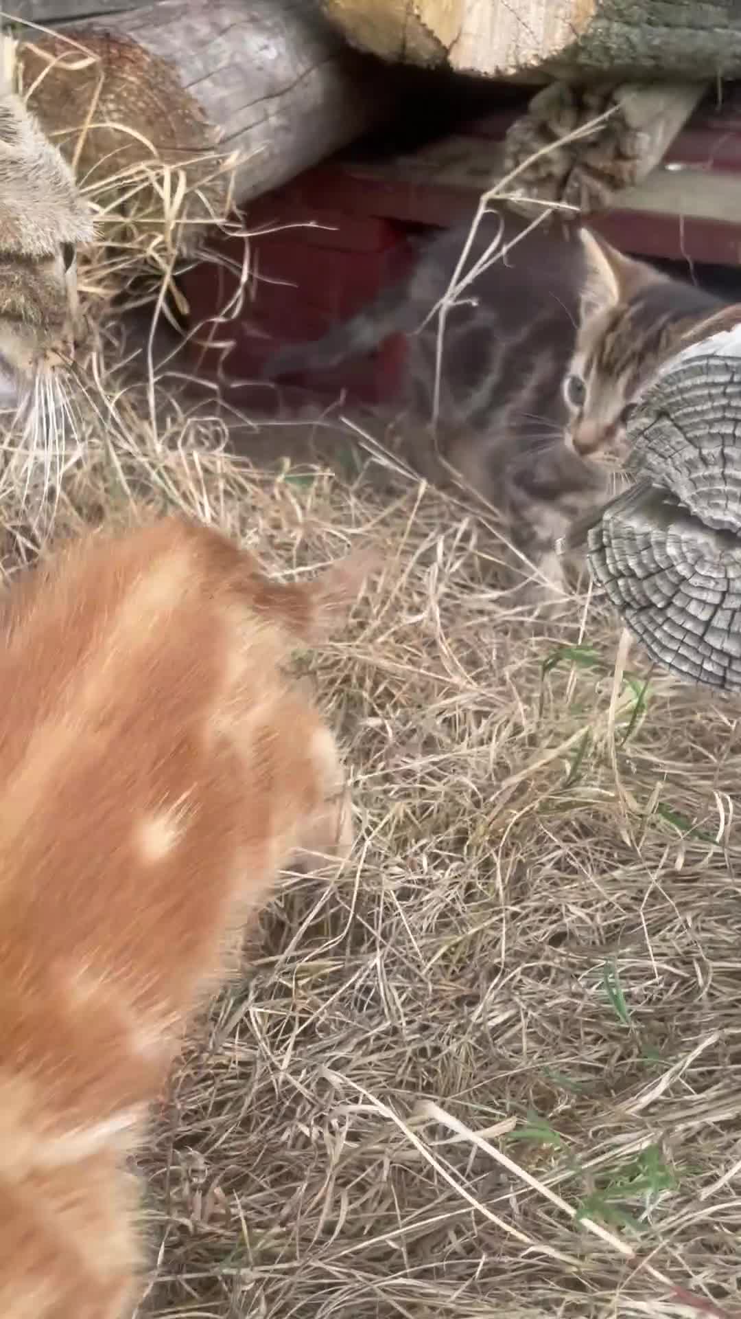 Mixed Breed cats for sale: 4 loving kittens for sale  - Video 1
