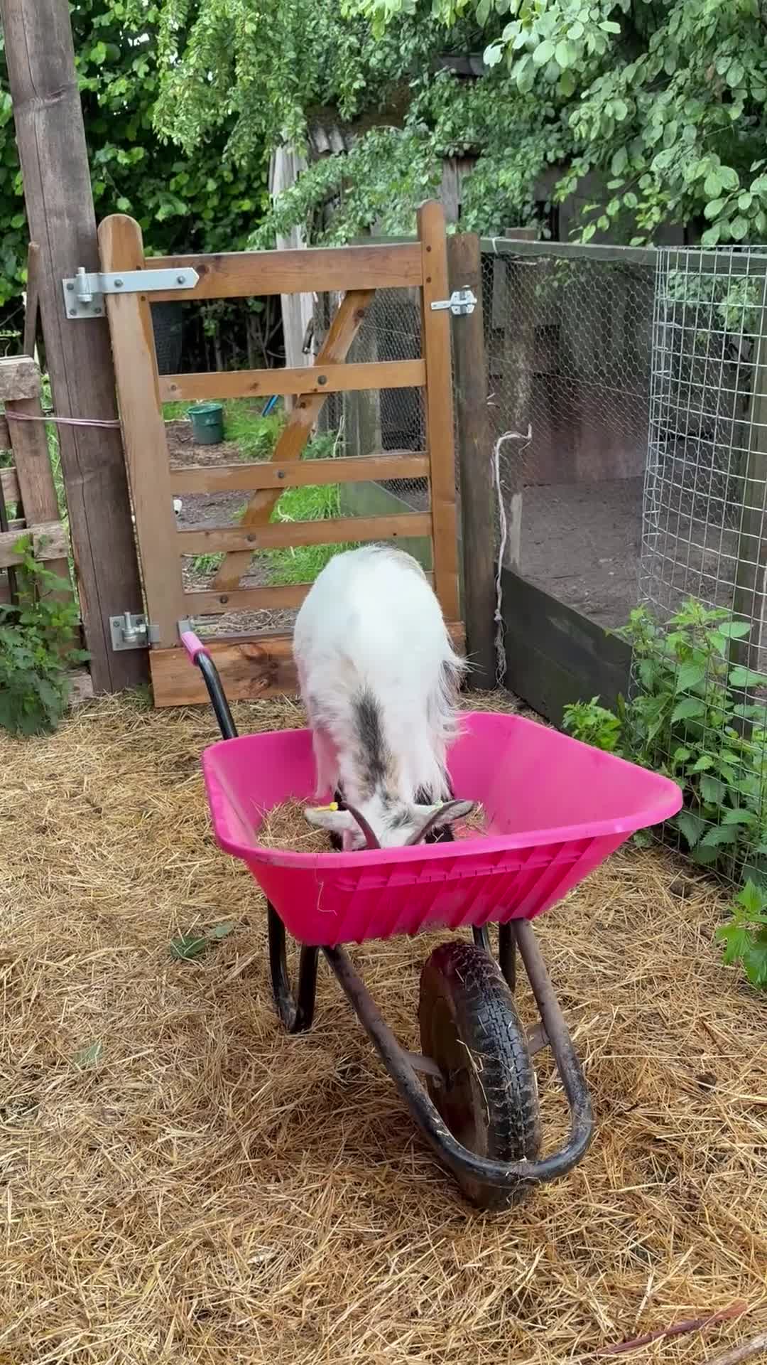 Goats livestock for sale: 5 Pygmy goats looking for new pastures. - Video 1