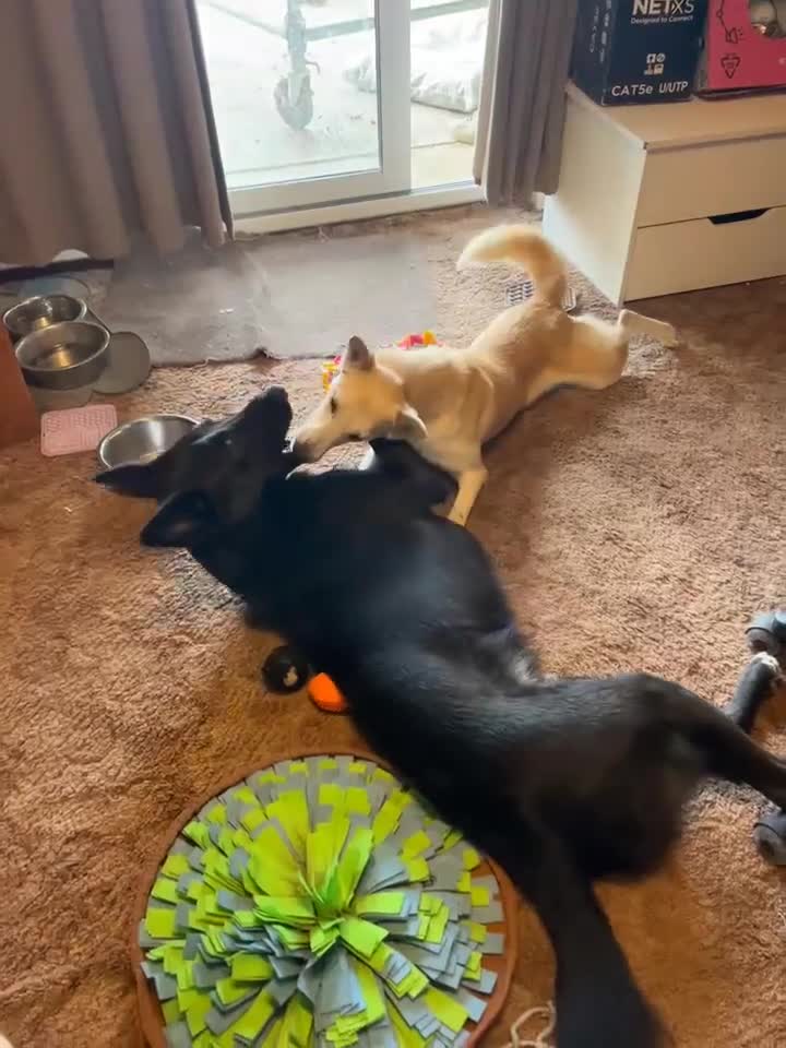 Mixed Breed dogs for adoption: LINDY – 2 years old, Female, Mixed Breed - Video 2