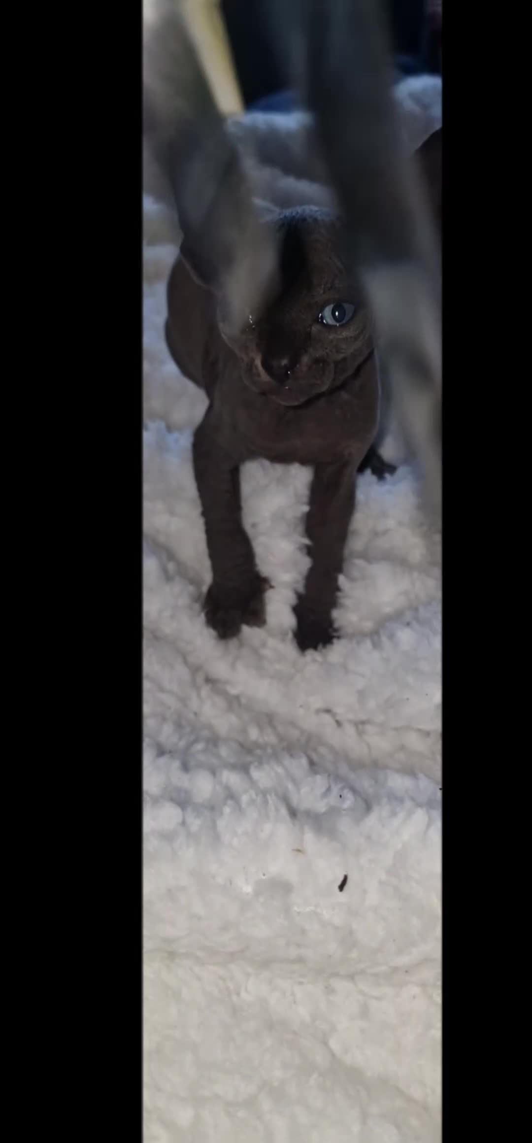 Sphynx cats for sale: Beautiful Canadian Sphynx kittens purebreed  - Video 3