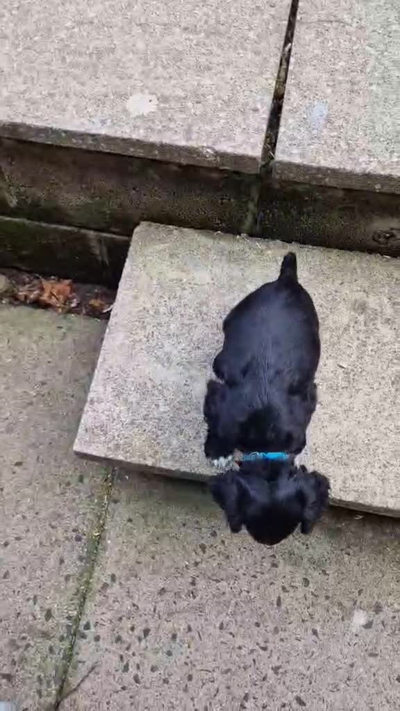 Cocker Spaniel dogs for sale: 1 DOCKED, KC REG. COCKER BOY READY TO LEAVE NOW!! - Video 1