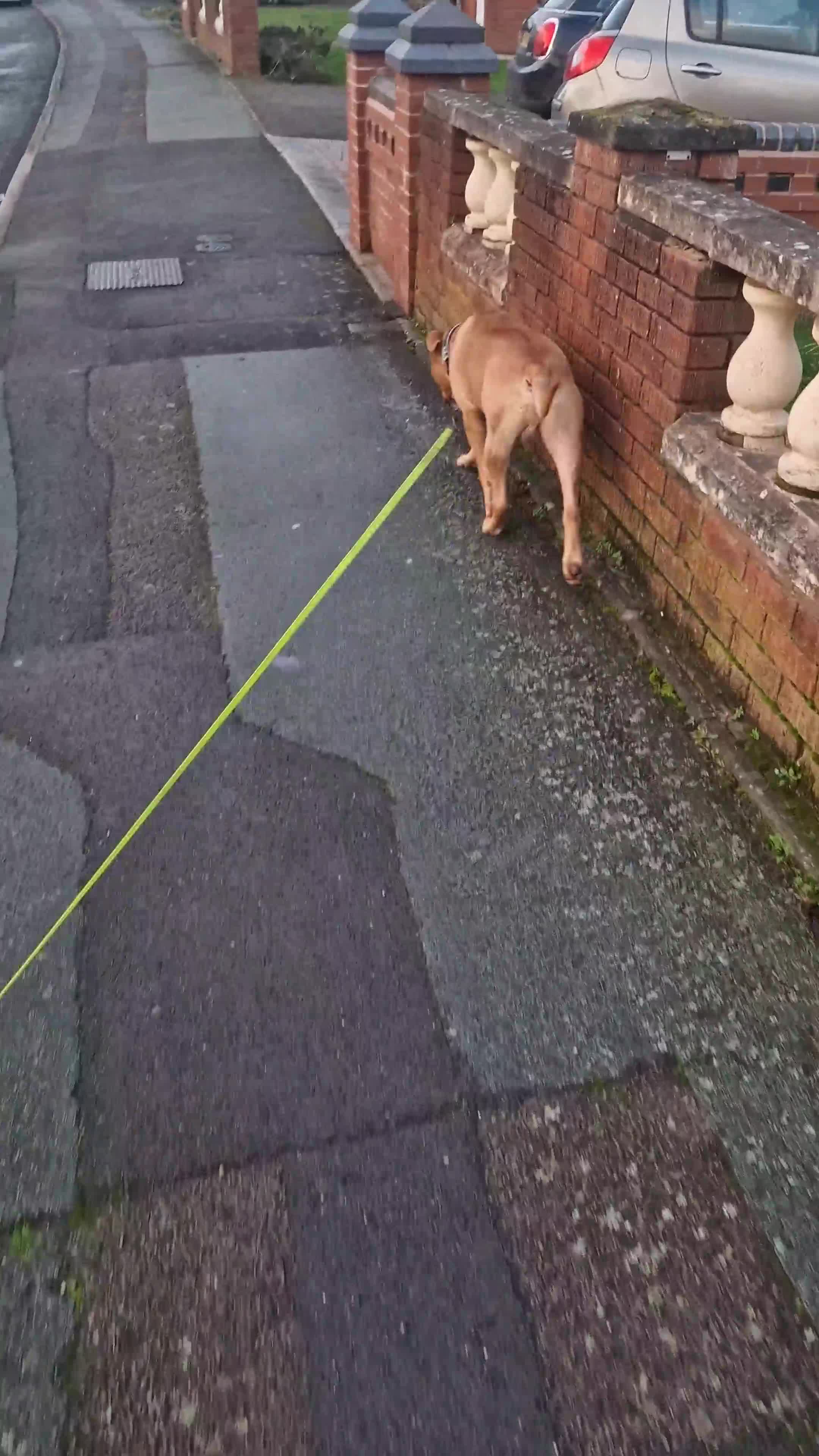 Mixed Breed dogs for sale: Loving Dog Looking for a Forever Home! - Video 1