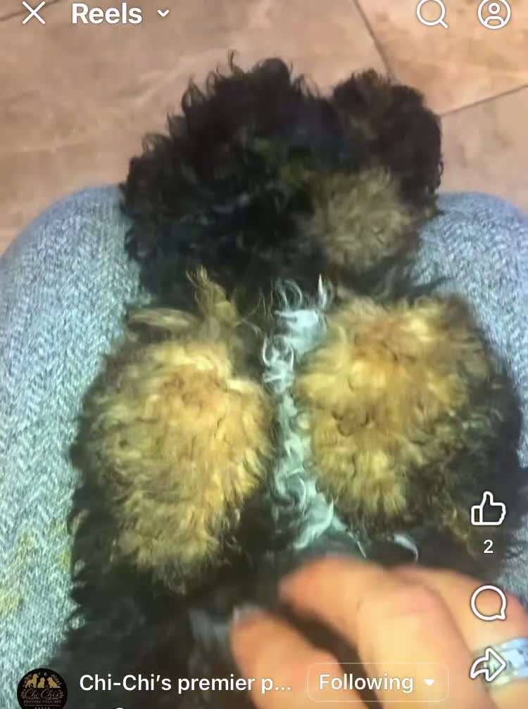 Cavapoo dogs for sale: Toy cavapoo waiting list  in Blackpool - Video 2