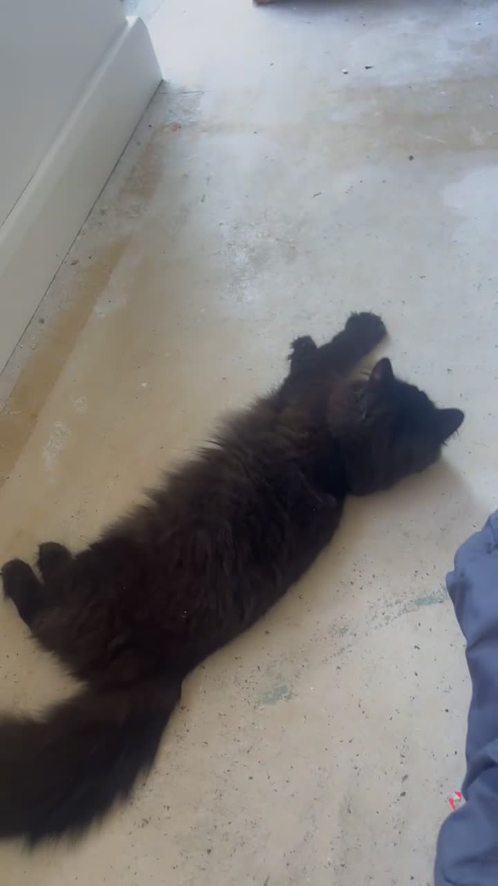 British Longhair cats for sale: Cat for sale, and needs a home 🩷 - Video 3