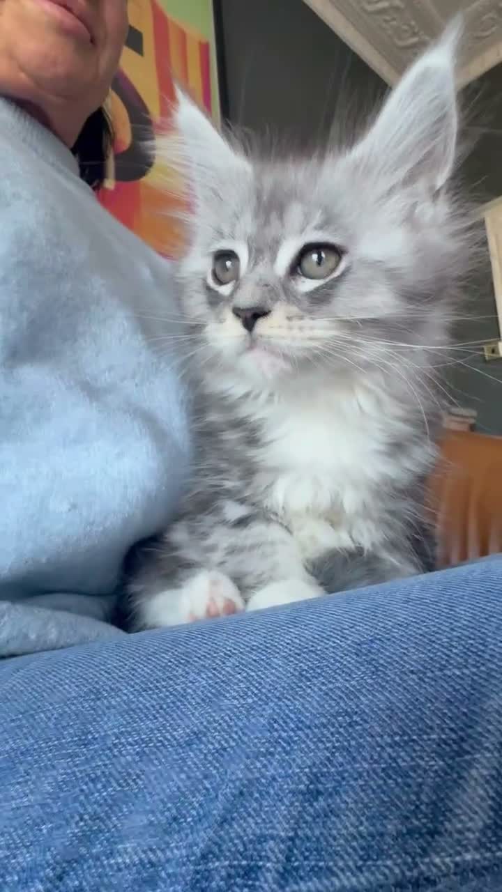 Maine Coon cats for sale: XL TICA REG ACTIVE 1 GIRL ONLY - Video 4