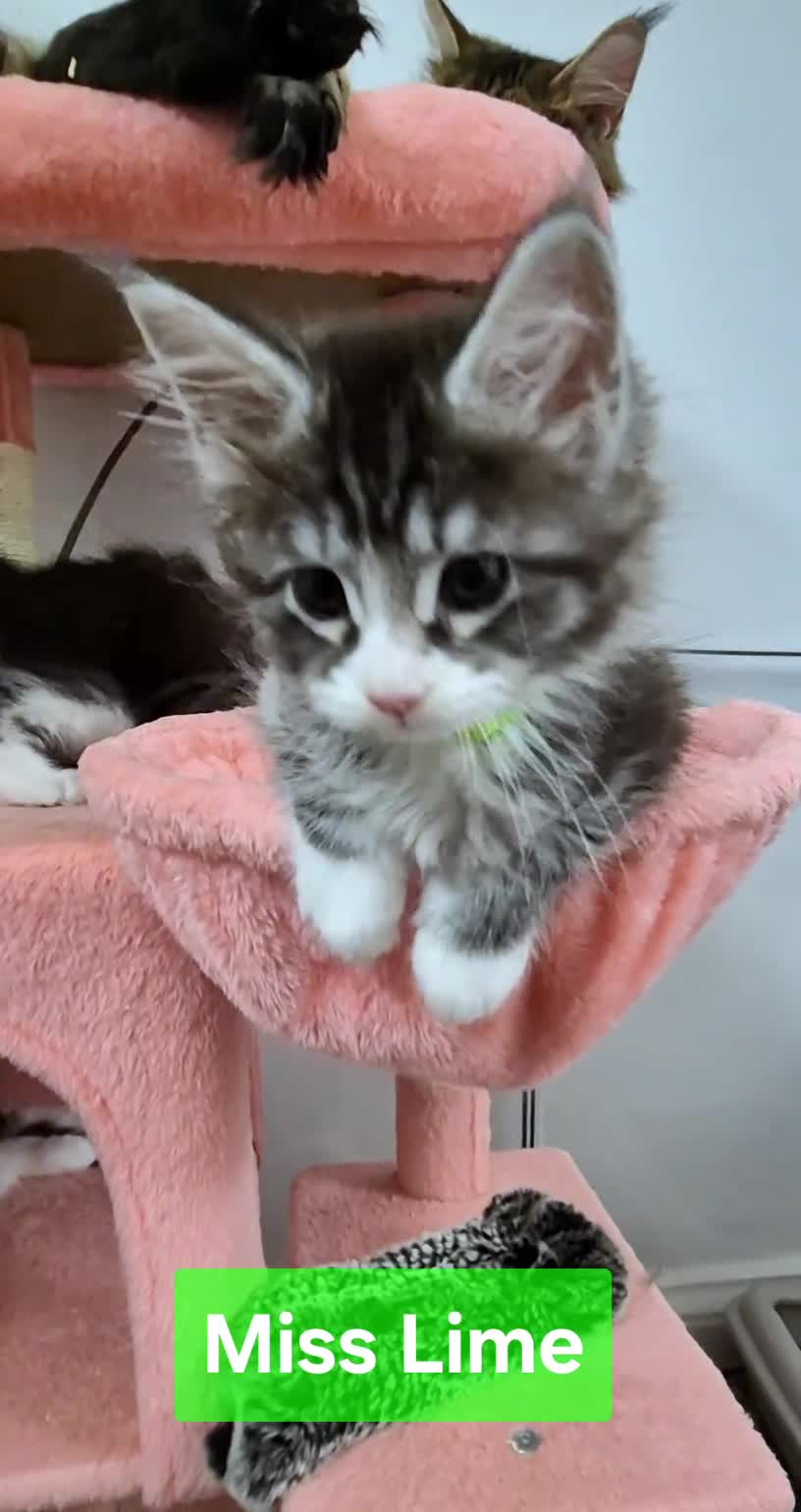 Maine Coon cats for sale: 🎀 Outstanding GCCF Pedigree Maine Coon Kittens 🎄 - Video 1