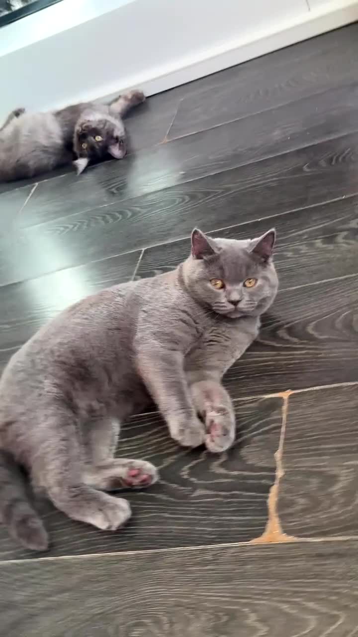 British Shorthair cats for sale: British Shorthair GCCF registered  - Video 2