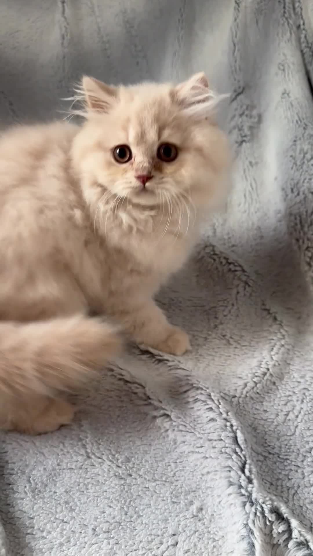 British Longhair cats for sale: Pedigree British Longhair Male  in Crewe - Video 1