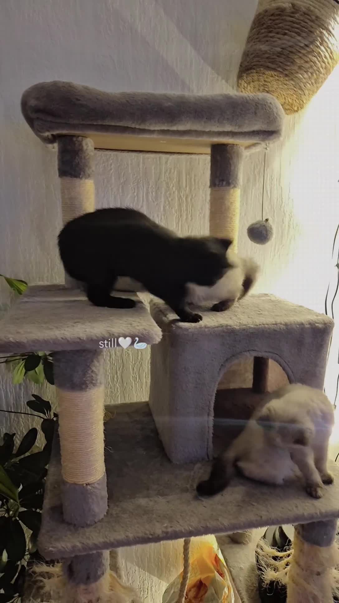 British Shorthair cats for sale: Kittens are ready for their new homes 🏡   - Video 1