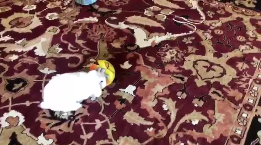 Mini Lop rabbits for sale: Beautiful house rabbit doe - albino mini lop  in Leominster - Video 2