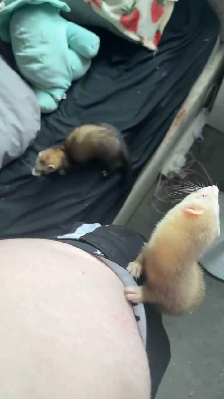 Ferret rodents for sale: Two male Ferrets  - Video 1