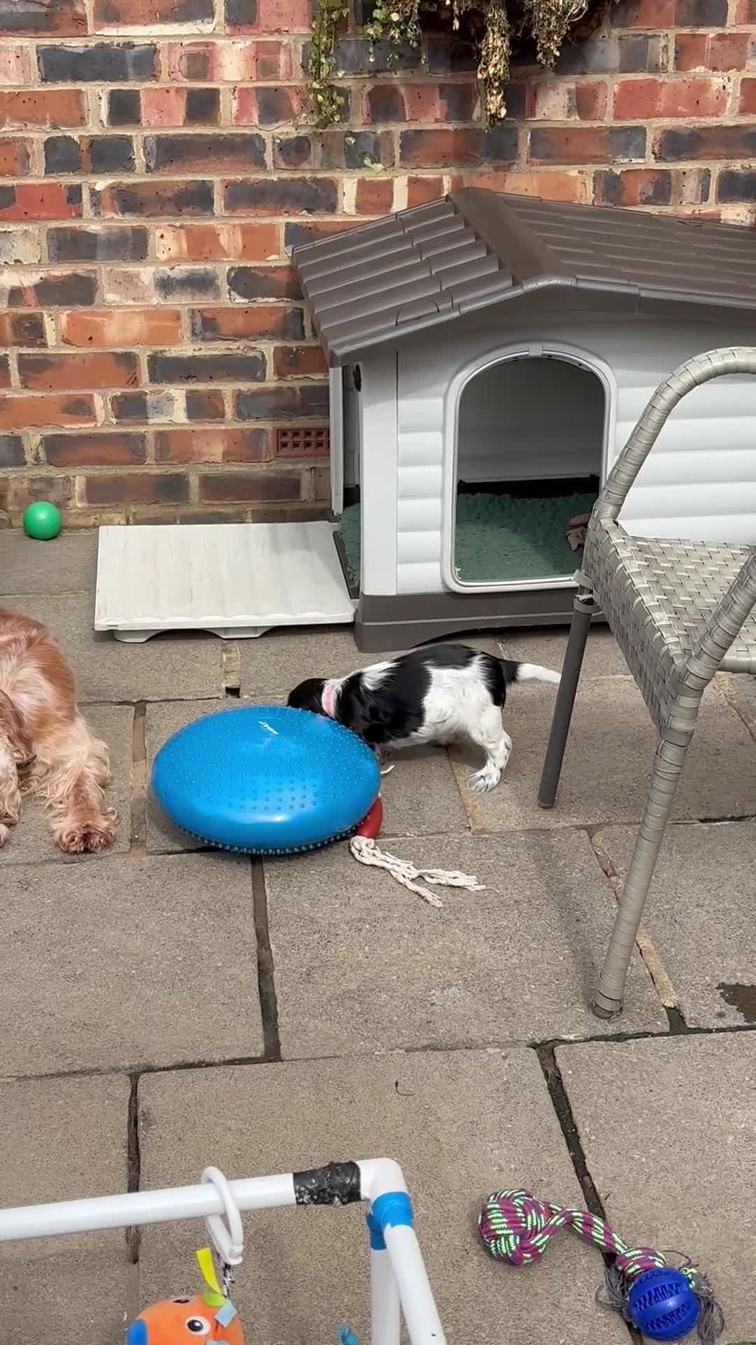 Cocker Spaniel dogs for sale: Quality show type KC reg. blue roan pups. in York - Video 4