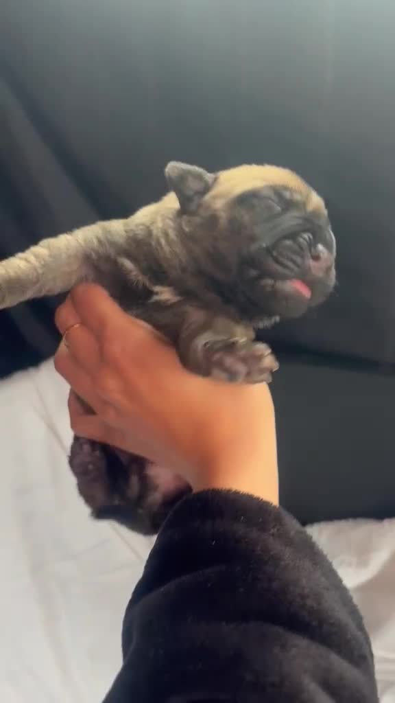 Presa Canario dogs for sale: Purebred Presa canario puppies for sale  - Video 5