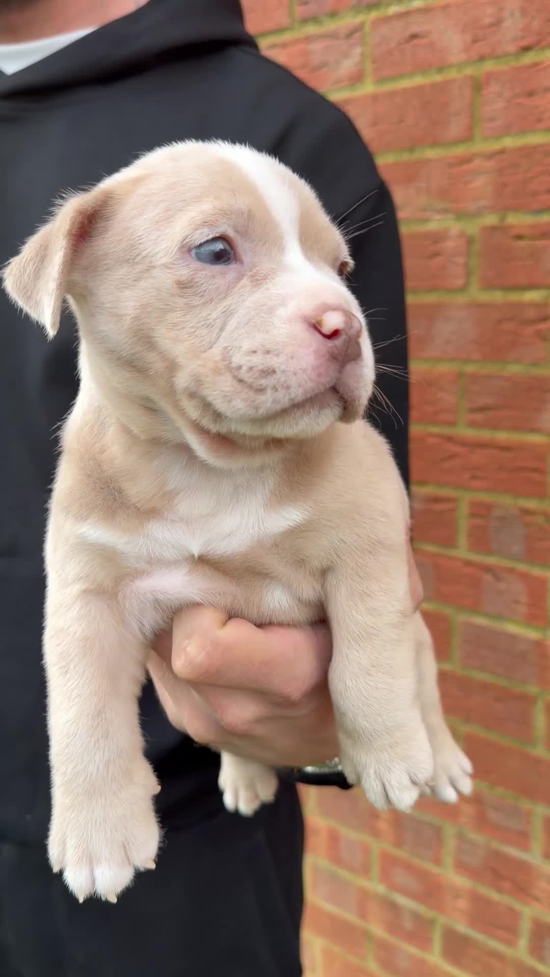 American Bully dogs for sale: American Pocket Bully VERY HIGH QUALITY  - Video 2