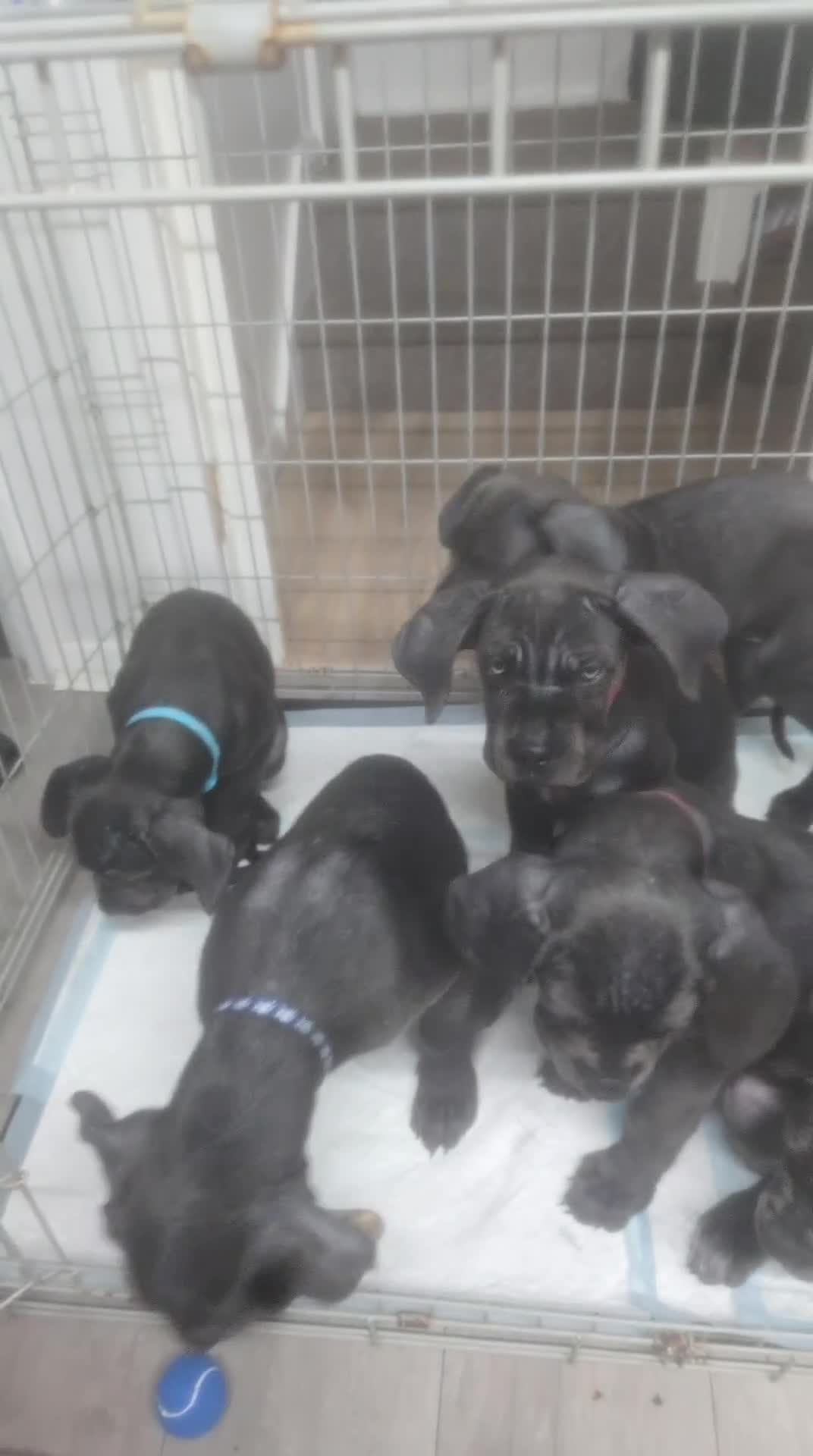 Cane Corso dogs for sale: 6 cane corsi in Purley - Video 5