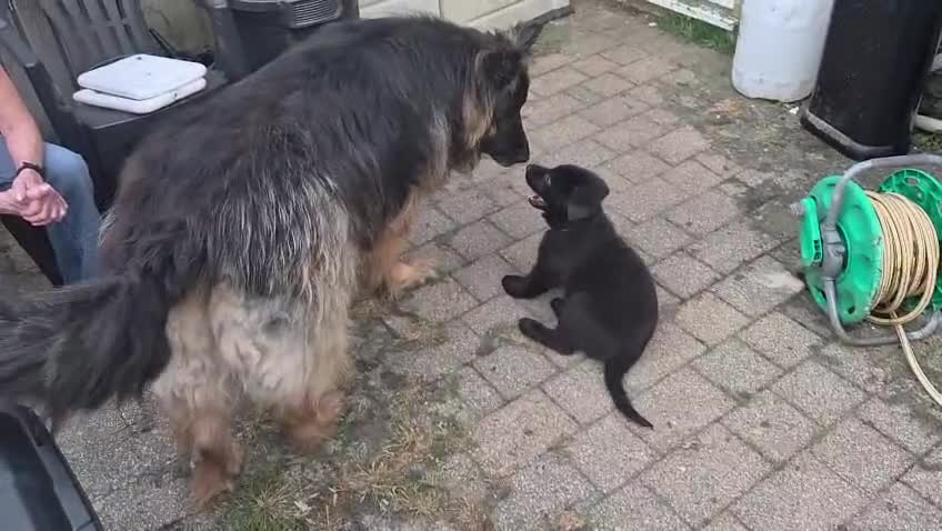 German Shepherd dogs for sale: High Quality Straight back KC registerd GSD pups - Video 1