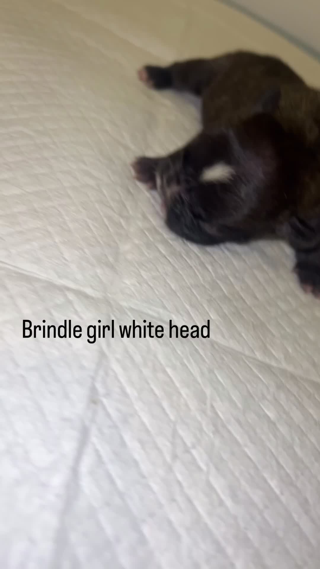 French Bulldog dogs for sale: DWKC French Bulldogs - Video 3