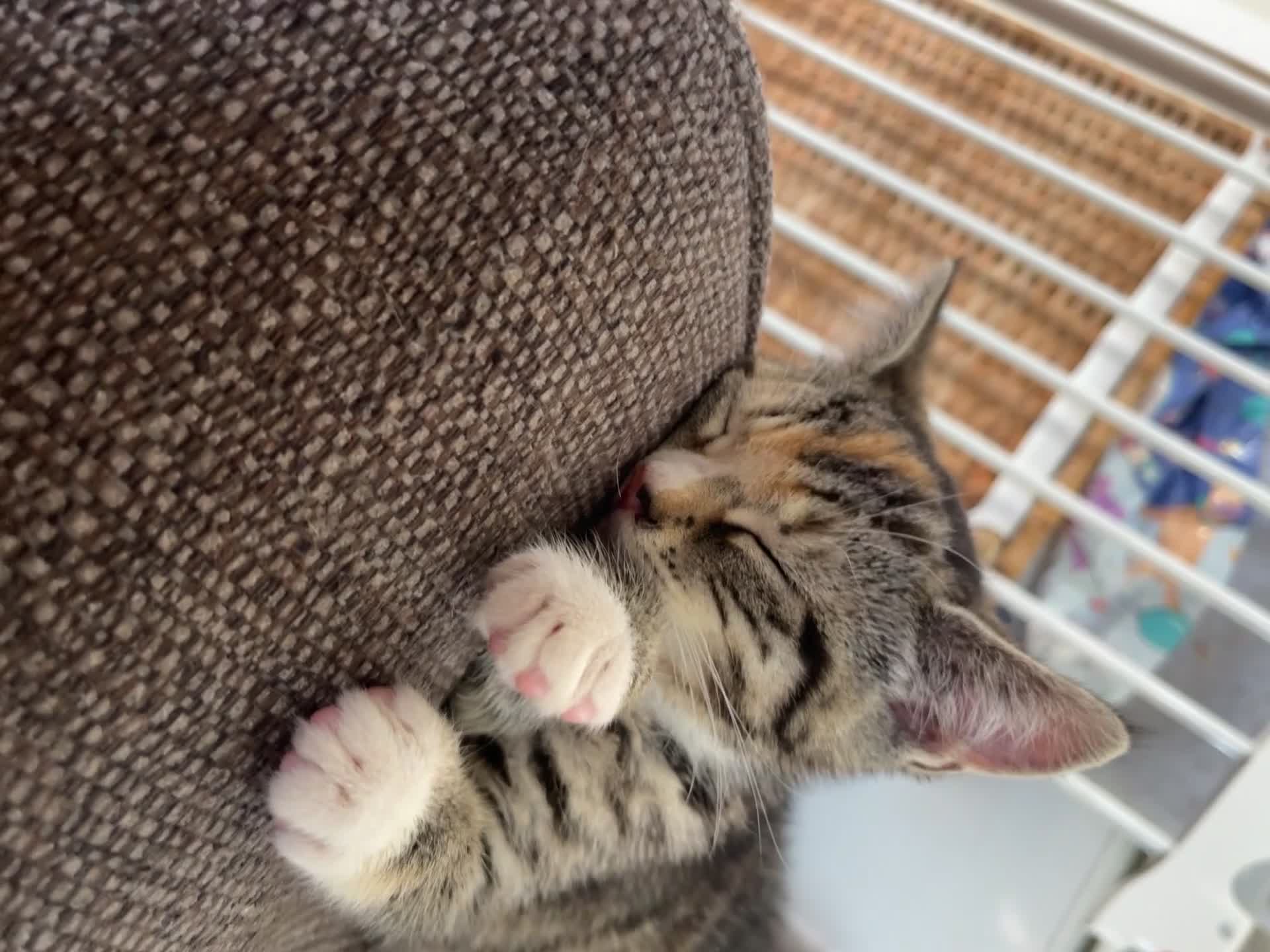 Mixed Breed cats for sale: FEMALE KITTEN - microchipped, flea&worm treated!  - Video 5
