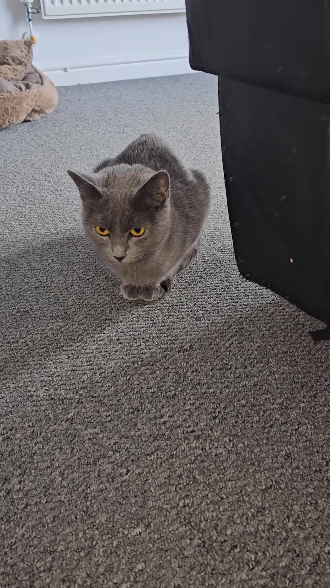 Russian Blue cats for sale: Russian Blue Kittens – Hypoallergenic & Stunning - Video 2