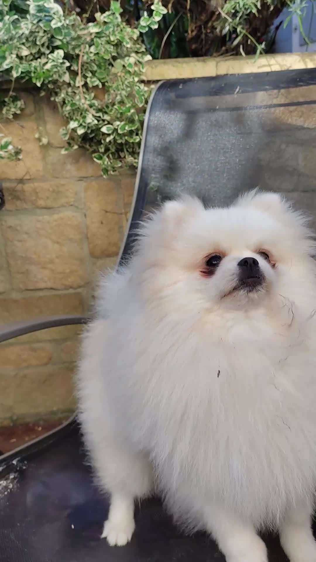 Pomeranian dogs for sale: Purebred Pomeranian Puppy male KC Reg - Video 1