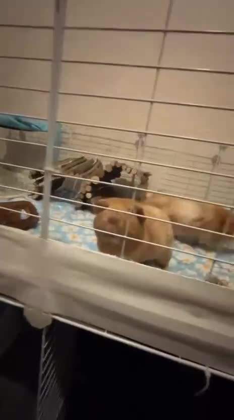 Guinea Pig rodents for sale: 2 guinea pigs looking for a new home! - Video 2