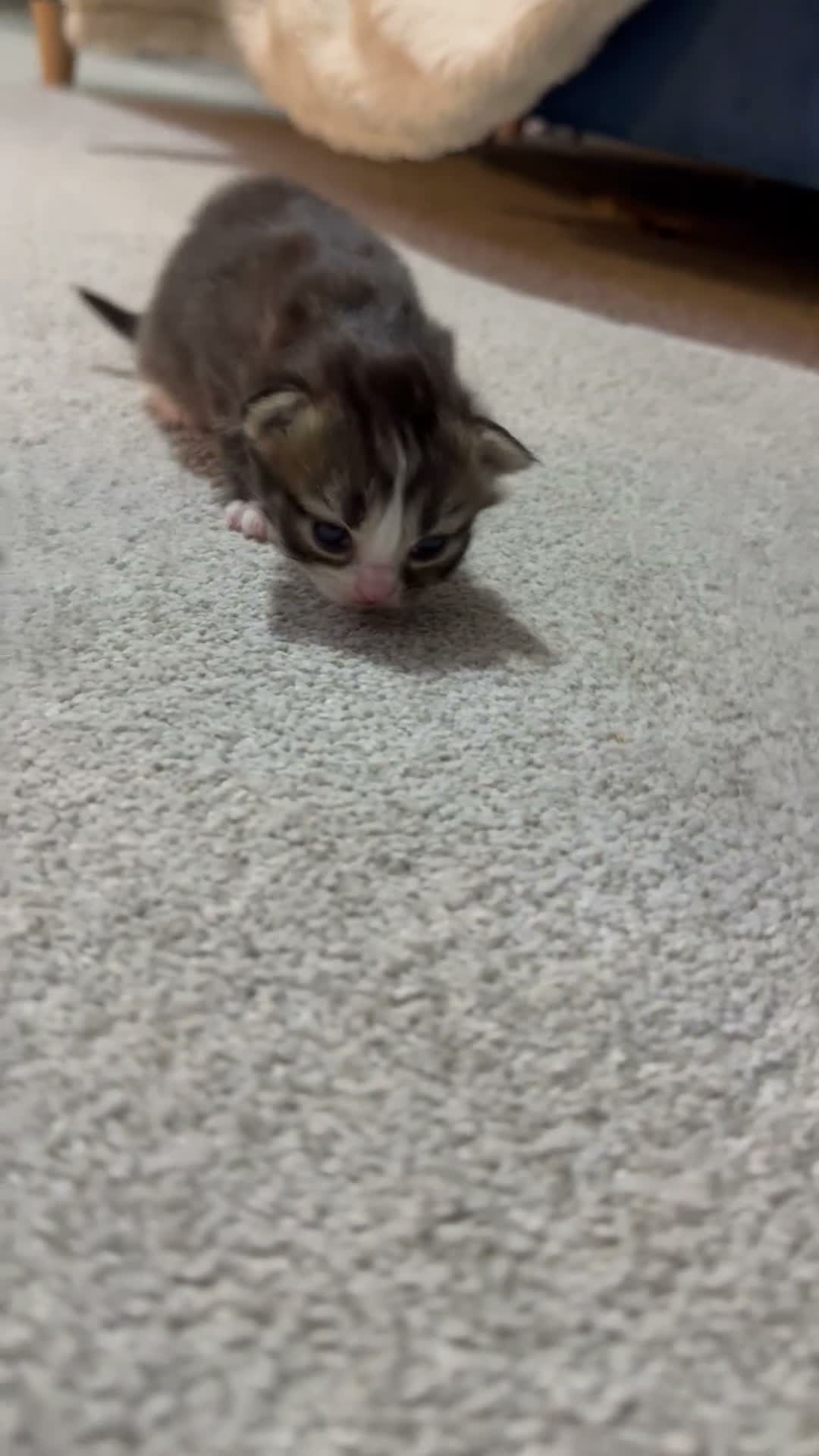 British Longhair cats for sale: 5 adorable kittens  - Video 3