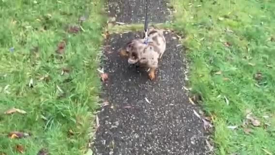 Dachshund dogs for adoption: 🐶💛 Meet Clyde ! He needs a confident Loving Home - Video 1